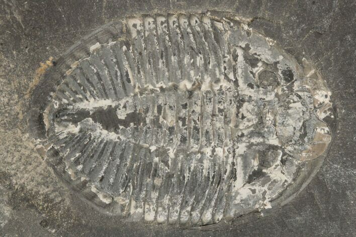 Prone Pseudogygites Trilobite Fossil - Ontario #191156